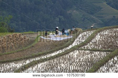 Vietnamese minority people harvesting rice on terraced paddy field