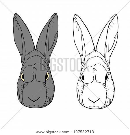 Hare