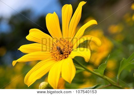 Tree marigold or Mexican tournesol or Mexican sunflower or Japanese sunflower or Nitobe chrysanthemu