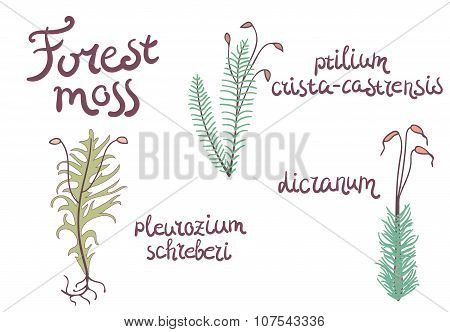Forest moss set illustration
