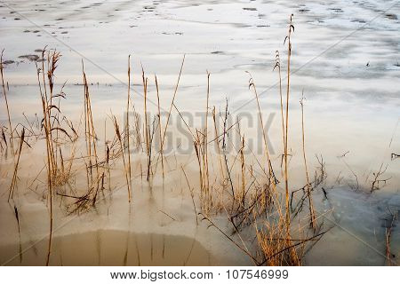 Floded Field In Winter