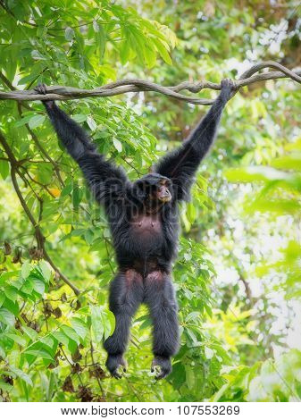 Wild Siamang Gibbon
