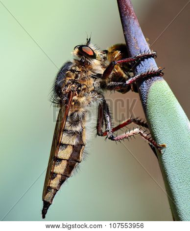 Robber fly trapping a small bee