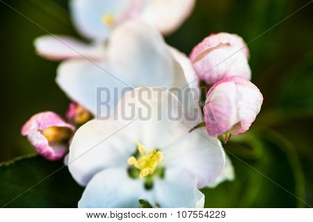 Close Up Of The Pear Tree Flowers