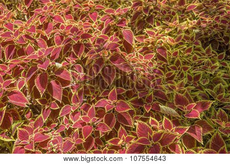 Decorative floral background of Coleus plant