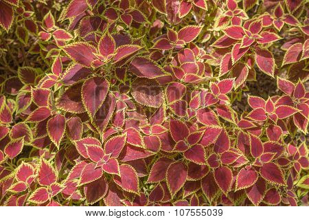 Decorative floral background of Coleus plant