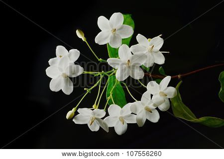 Close Up Of Tropical Fragrant Flower (wrightia Religiosa Benth) Isolate On Black Background