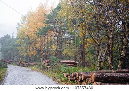 Deerpark And Djouce Woods, Ireland