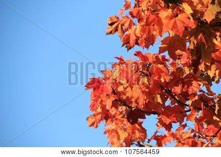 Maple leaves