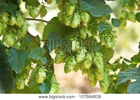 Hop Cones, Raw Material For Beer Production