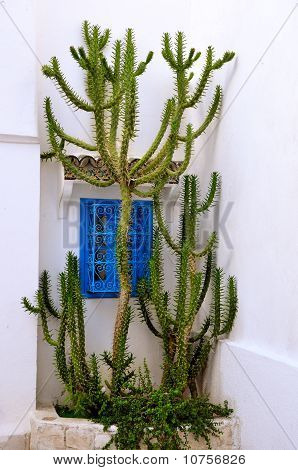 Big Cactus In Front Of A Blue Window