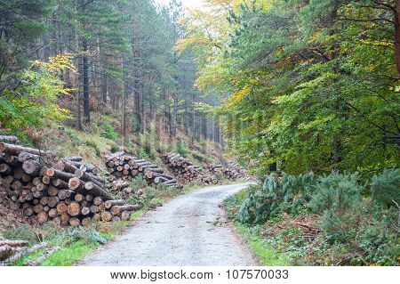 Spruce Timber Logging In The Forest
