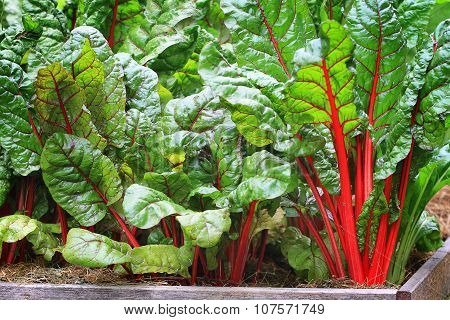 Growing in a ecofriendly garden mangold