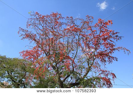 Royal Poinciana