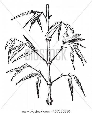 Bamboo, vintage engraved illustration. Dictionary of words and things - Larive and Fleury - 1895.
