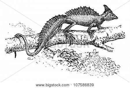 Basilisk, vintage engraved illustration. Dictionary of words and things - Larive and Fleury - 1895.