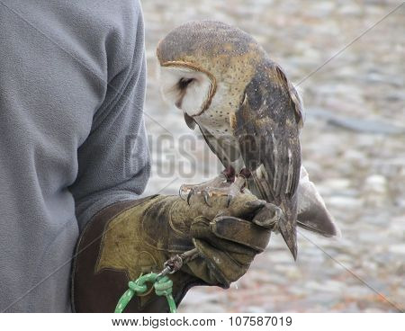 Barn Owl