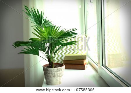 Palm tree (Livistona Rotundifolia) in flowerpot on windowsill at home