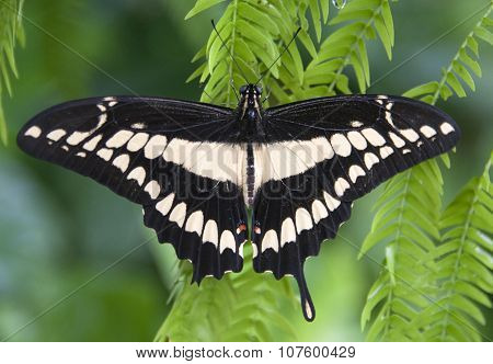 Close up photo of a butterfly in a butterfly garden