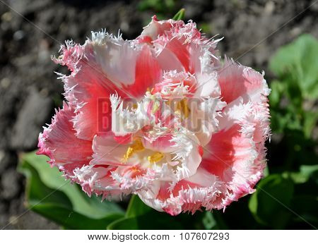 Terry fringed pink tulip