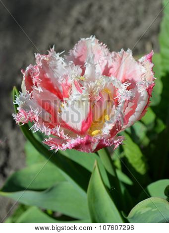 Pink tulip fringed with white ragged edges