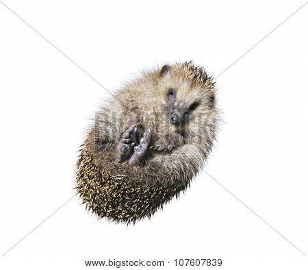 Forest Wild Hedgehog Isolated