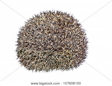 Forest Wild Hedgehog Isolated