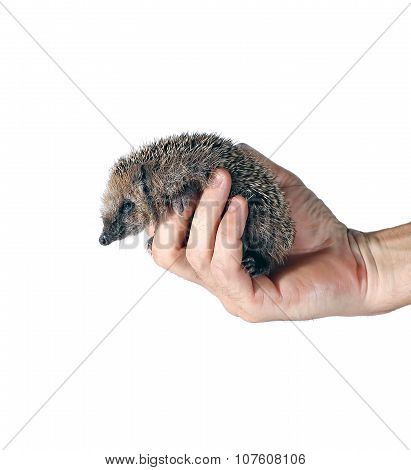 Forest Wild Hedgehog On The Palm Isolated