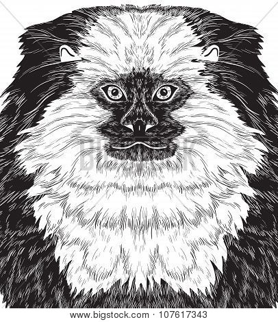 Monkey Marmoset Black Silhouette