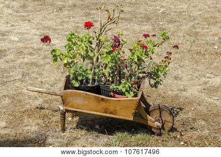 Churchyard  with grass and  pelargonium flower in original flowerpot - wooden wheelbarrow, Batkun Mo