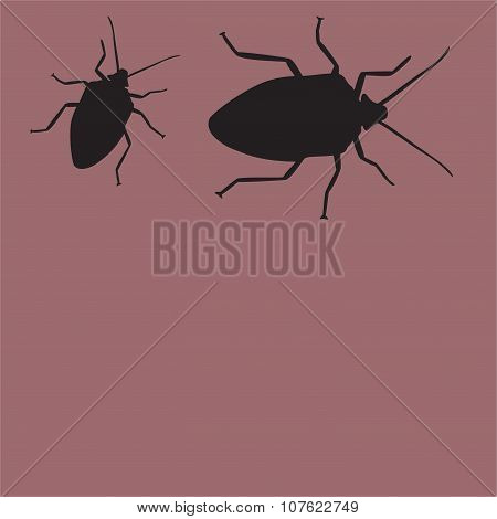 bug