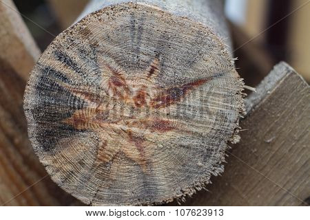 Cut Logs
