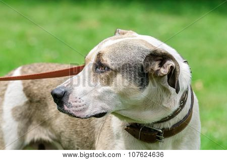 Dog During Walking