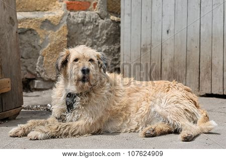 Dog During Walking