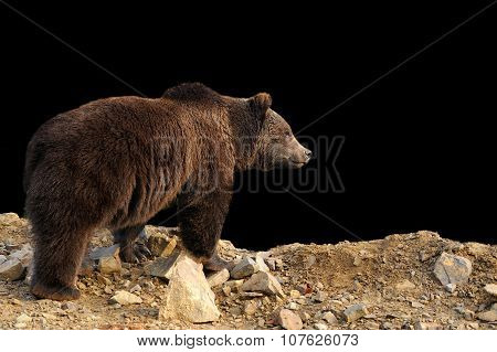 Brown Bear On Dark Background