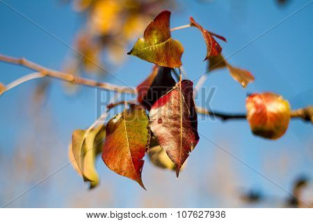 Autumn Red Leaves On Tree