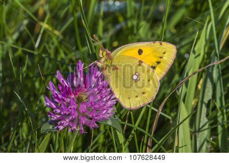 Berger's clouded yellow (colias Alfacariensis)