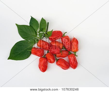 Bunch of Zavory Mild Habanero peppers