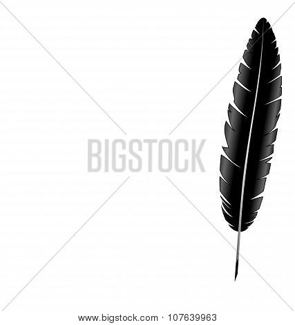 Feather Isolated On White