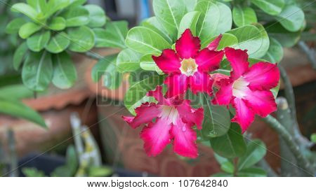 Pink Desert Rose or Impala Lily or Mock Azalea flower