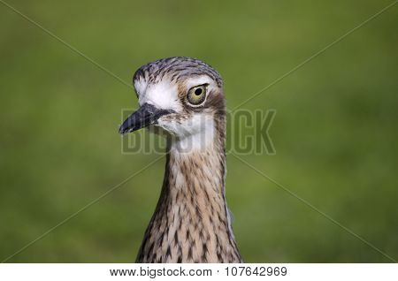 Bush Stone Curlew