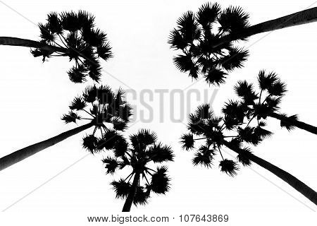 Sugar Palm Tree In Black And White
