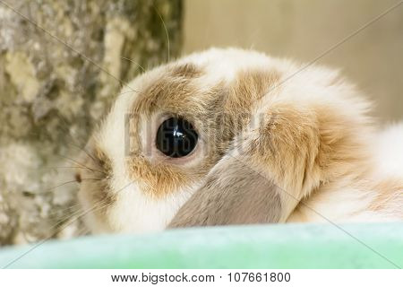 Rabbit