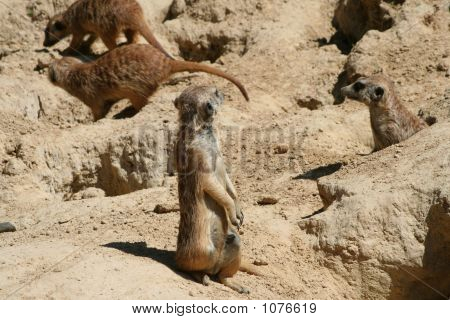 Meercat-3