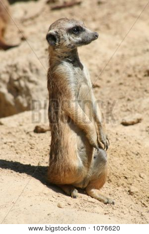 Meercat-2