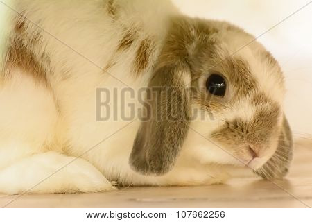 Rabbit