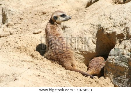 Meercat-9