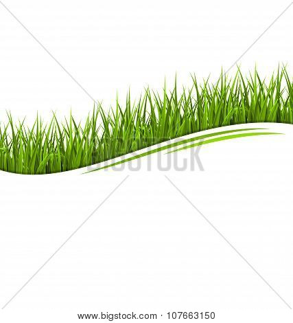 Green Grass Lawn Wave Isolated On White. Floral Eco Nature