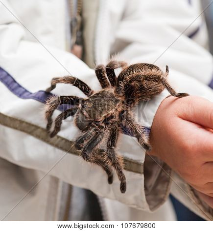 Big Hairy Tarantula