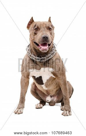 Portrait of a pit bull